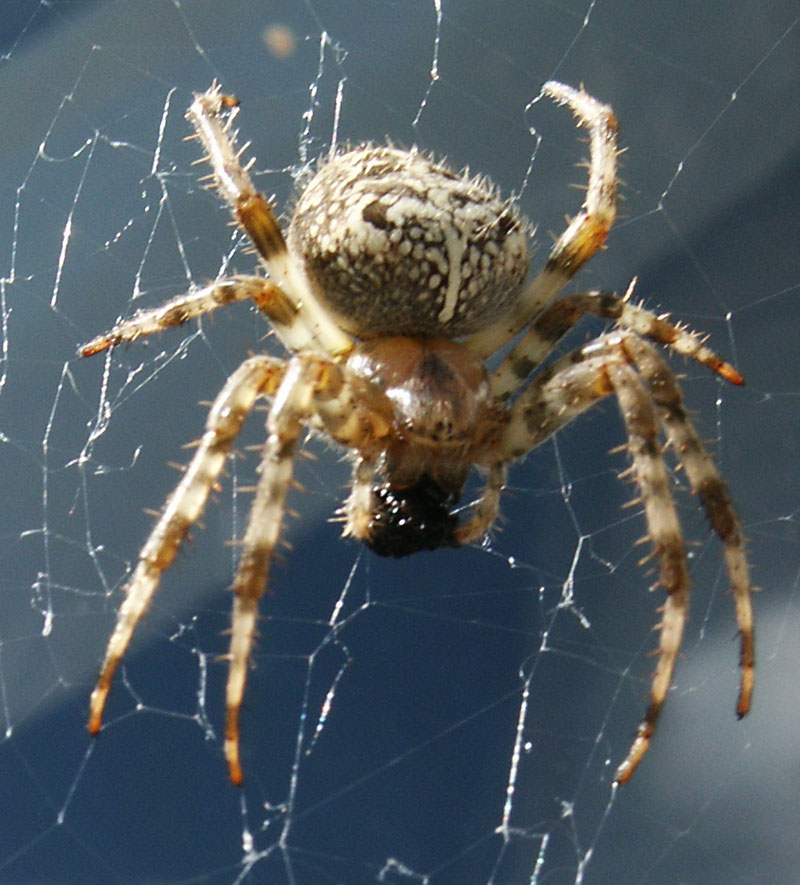 http://feedonfeeds.com/minutillo.com/steve/weblog/images/spider-front-full.jpg